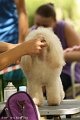 2012-07-01 B & B - Bedlington & Bichon Fun Day (63)_1000x1500